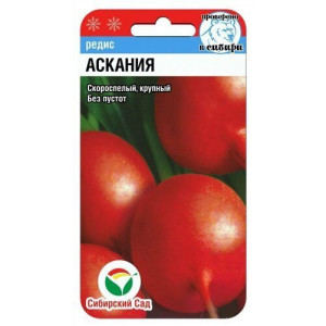 Редис Аскания (2гр.) (Сиб Сад)(10)