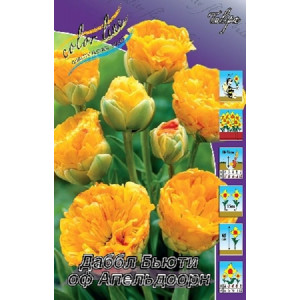 Тюльпан Даббл Бьюти оф Апельдорн,11/12,МАХР.позд(10)