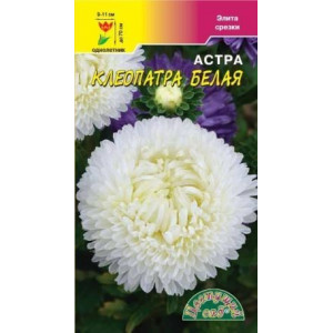 Астра Клеопатра белая (ЦВ)