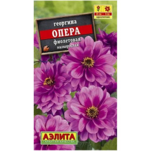 Георгина Опера фиолетовая (7шт) низкоросл.