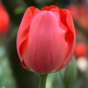 Тюльпан Гордон Купер