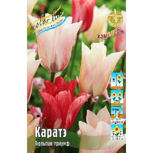 Тюльпан Каратэ 11/12ТРИУМ. (10)
