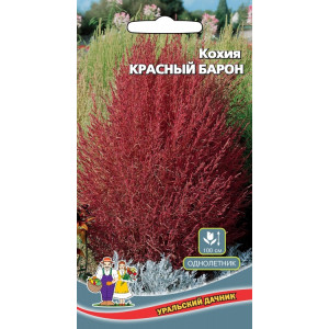 Кохия Красный Барон (УД