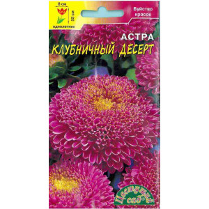 Астра десерт Клубничный, помпон ЦВ