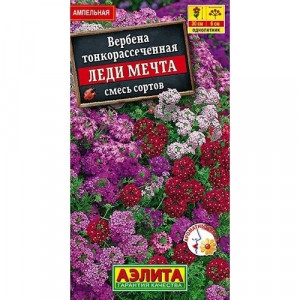 Вербена Леди мечта 30шт Ц