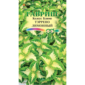 Колеус Тэррено лимонный 4шт.* (Г)