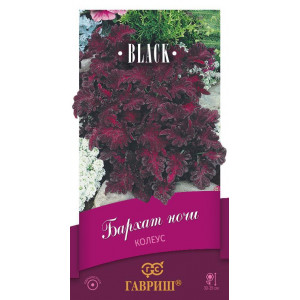 Колеус Бархат ночи*  4сем.(Г)						