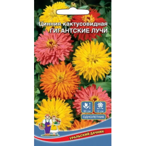Цинния Гигантские Лучи (УД)
