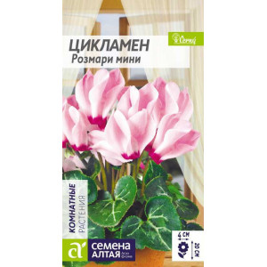 Цикламен Розмари мини/Сем Алт/цп 3 шт.