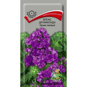 Флокс Друммонда лилов. П+Ц