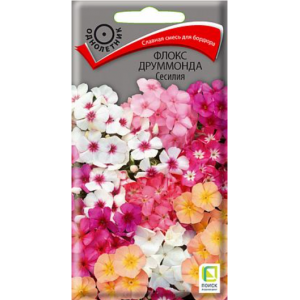 Флокс друммонда Сесилия П+Ц