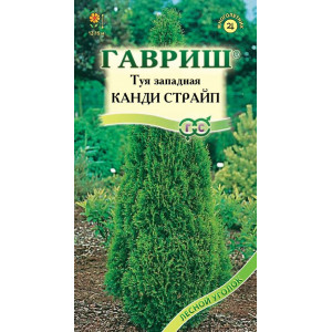 Туя западная  канди