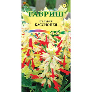 Сальвия Кассиопея* карликовая  5 сем (Г)