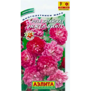 Роза Энжел Вингс китайская (10сем.)Ц