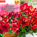 Петуния Комплиментуния Арлекино F1  Ц