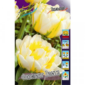 Тюльпан Флэминг Эвита,11/12,махр, поздн.(3)