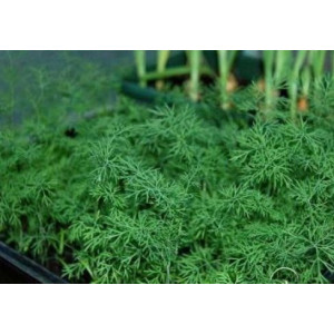 Укроп Ришелье 25,0 г