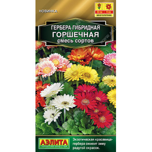 Гербера Горшечная, смесь 5шт Ц