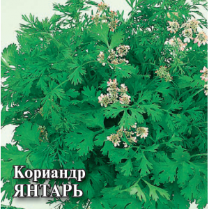 Кориандр Янтарь 100 г  (Г)