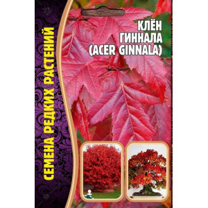 Клён Гиннала 20шт (Ред.сем)