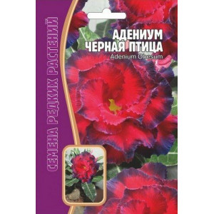 Адениум Черная Птица 3шт (Ред.сем)
