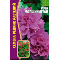 Роза Морщинистая многолетник 10шт (Ред.сем)