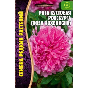 Роза Кустовая Роксбурга 10шт (Ред.сем)