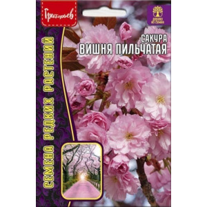 Сакура Вишня мелкопильчатая 5шт.  (Григорьев)