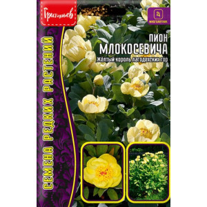 Пион Млокосевича  3шт (Григорьев)