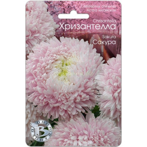 Астра Хризантелла Сакура (БИО)
