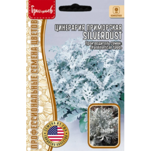 Цинерария Silverdust приморская (США) 30 шт. (Григорьев)
