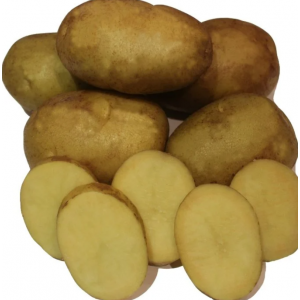 Картофель Ариэль (Элита)(ранний, 80-100 дней,кремовая) Устюжна