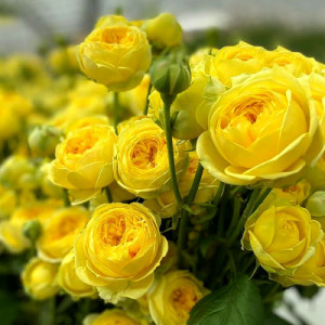 Роза Каталина (спрей желтый) 