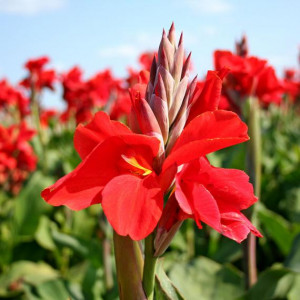 Канна Бриллиант 