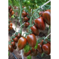 Томат Красный камуфляж (0,1г.) П+Ц
