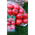Томат Мясистый сахаристый (УД) Е/П