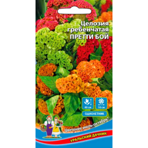 Целозия гребенчатая Претти бой (УД)