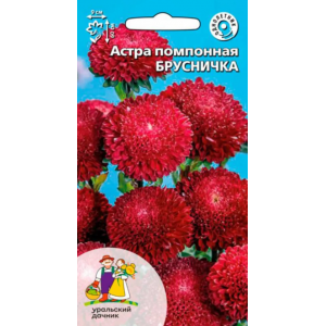 Астра помпонная Брусничка (УД)