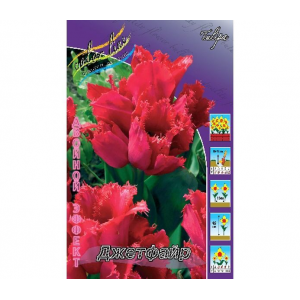 Тюльпан Джетфайр