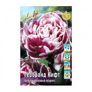Тюльпан Гербранд Кифт