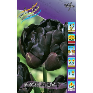 Тюльпан Блэк Хироу 11/12,МАХР.позд.(пак.10шт.)