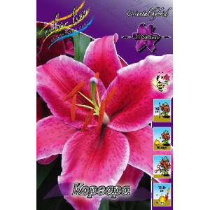 Лилия Корвара (Восток.)(7)
