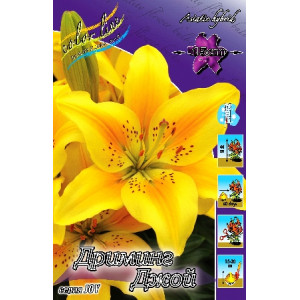 Лилия Дриминг Джой (Азиат. низ)(7)