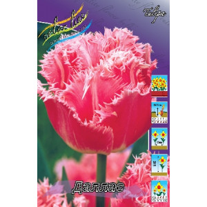 Тюльпан Даллас,11/12,БАХР(10)