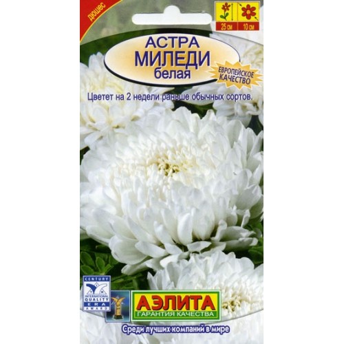 Тайны и красота Астра Миледи белая Астра Миледи белая