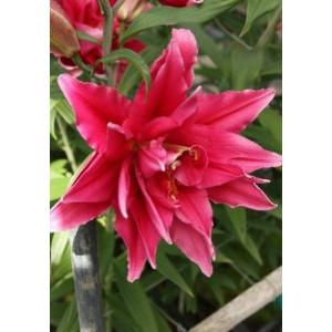 Лилия Елена (Вост.махр.)(5)