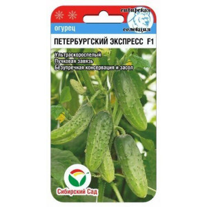 Огурец Петербургский экспресс F1(7сем.) (Сиб сад)(10)