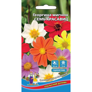 Георгина мигнон Семь красавиц (УД) Е/П