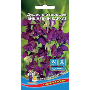Душистый горошек Вишневый бархат (УД)