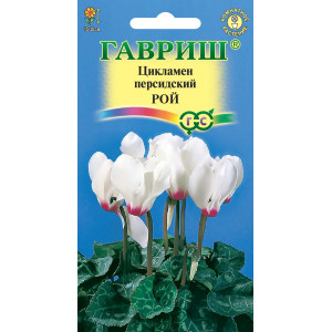 Цикламен перс. Рой* 3 сем.(Г)